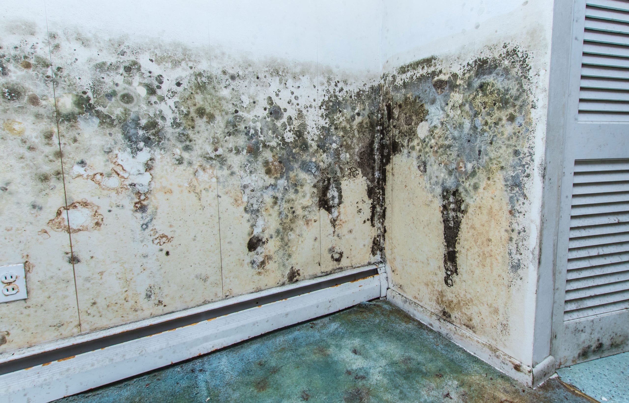 residential mold removal experts in Buckeye